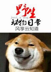 野生动物的日常by讲了什么